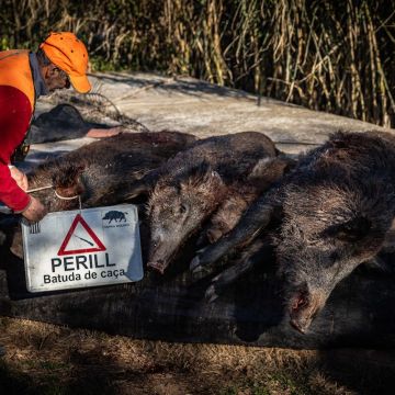 Porcs senglars © Jordi Borràs : ACN