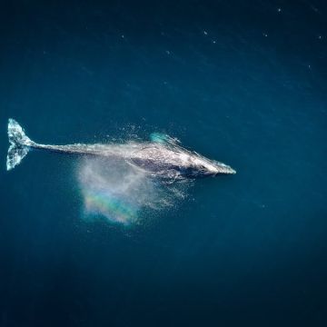 Ballena © Cameron Venti