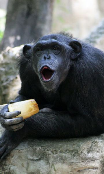 Chimpancé con un helado de fruta para el calor Chimpancé con un helado de fruta para el calor