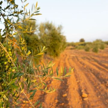 Campo de olivos por el Departament d'Agricultura, Ramaderia, Pesca i Alimentació