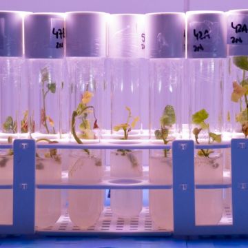 Plantas de Semillas Batlle