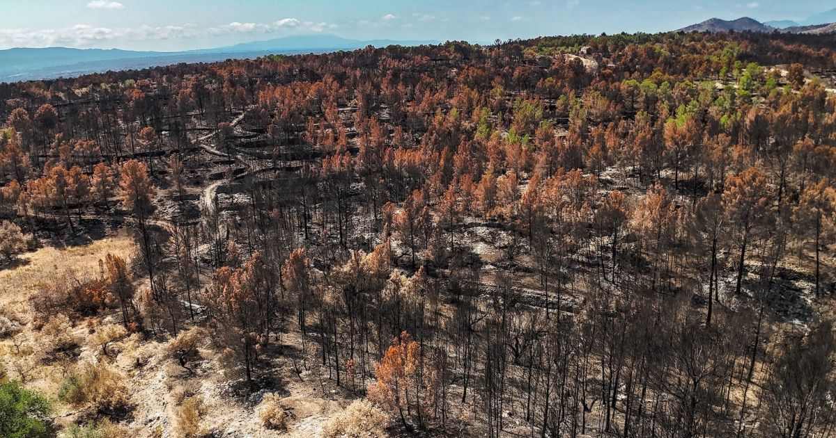 Bosc cremat per l'incendi de Paüls del 2025. © Jordi Borràs / ACN Bosc cremat per l'incendi de Paüls del 2025. © Jordi Borràs / ACN