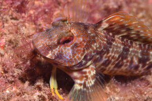Parablennius pilicornis e el Port Olímpic