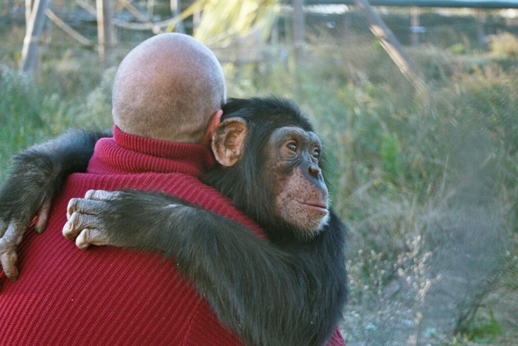 Una abraçada d'una femella de ximpanzé, la Sara, en un centre de rehabilitació on va treballar el Raúl. Ella era víctima d'explotació animal © Aurora Pazos