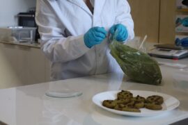 Investigadora de Leitat con unas galletas elaboradas con microalgas. (Anna Badia)