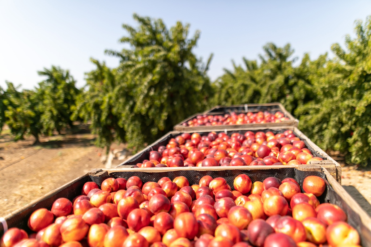 Collita de nectarines del proveïdor lleidatà La Coma Fruits, per a Mercadona