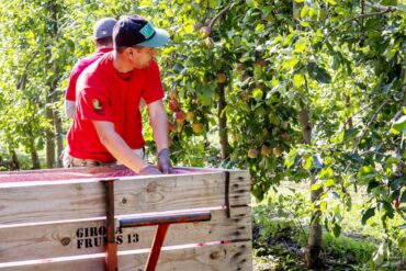Recol·lecció de pomes del proveïdor de Mercadona Girona Fruits