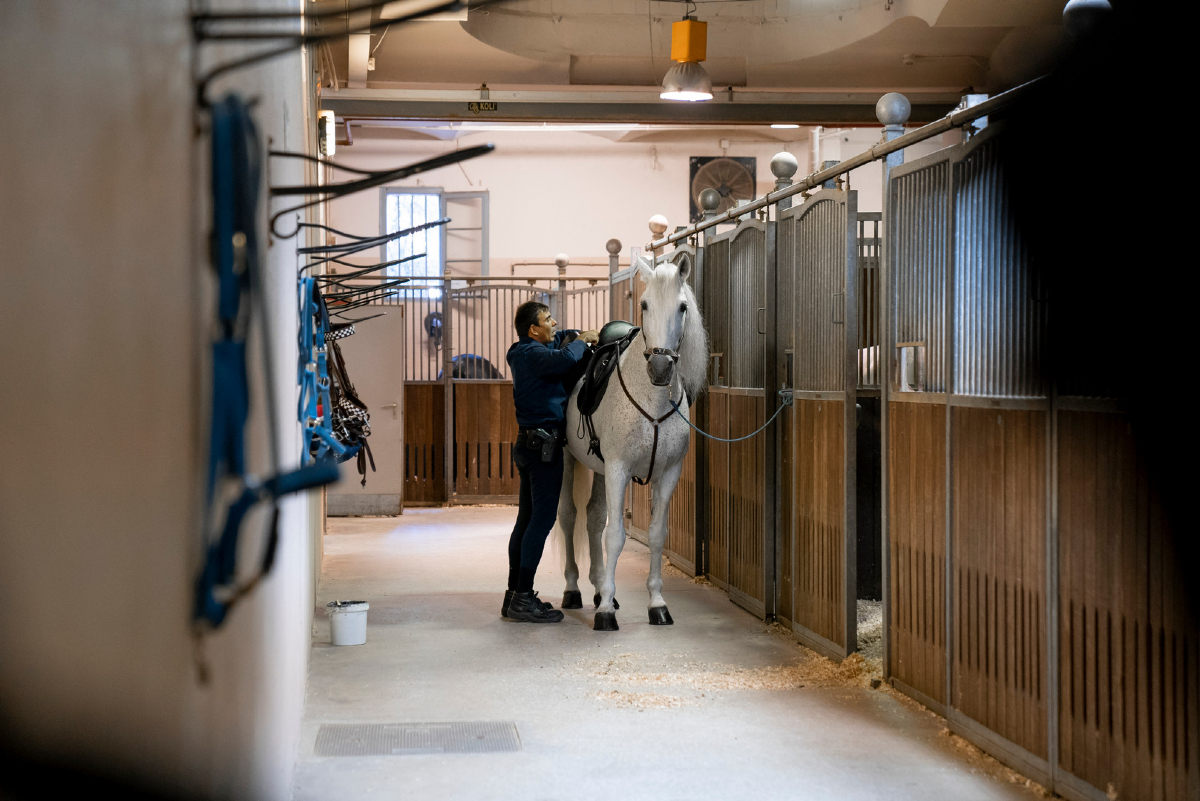 Cavallerisses al carrer Wellington. © Guàrdia Urbana
